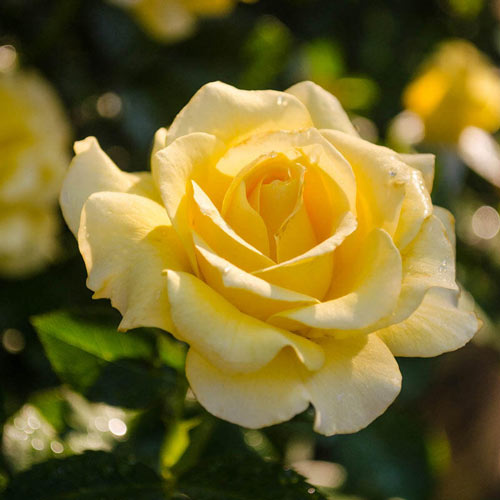 Sparkle & Shine™ Floribunda Rose