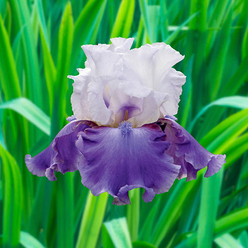 Off The Shoulder Bearded Iris