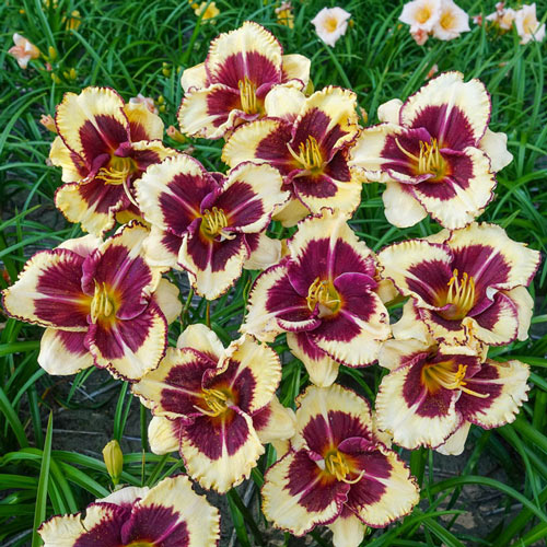 Celebration of Angels Reblooming Daylily