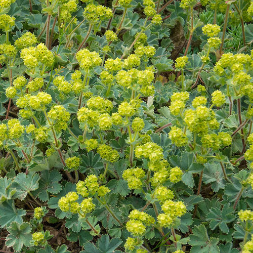 Robustica Lady's Mantle