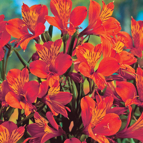 Orange King Peruvian Lily