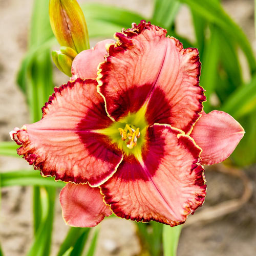 Fearfully and Wonderfully Made Reblooming Daylily