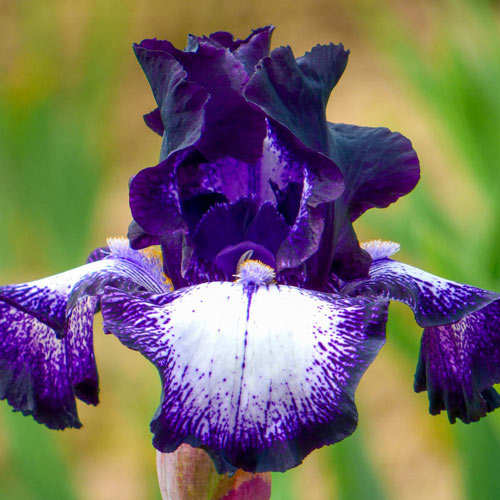 Cascade Locks Bearded Iris