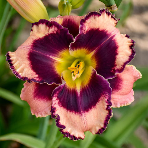 Rock Solid Reblooming Daylily