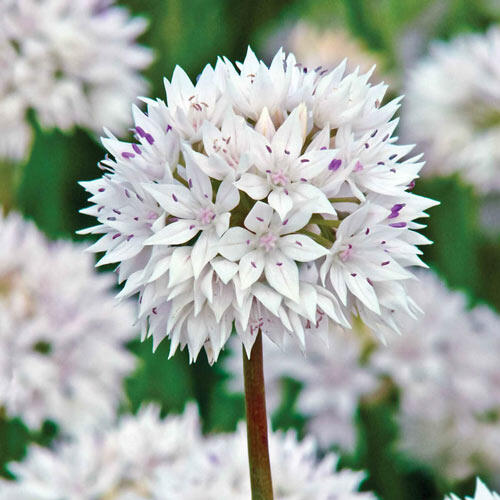 Graceful Beauty Allium