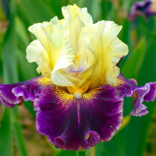 Frenchglen Reblooming Bearded Iris
