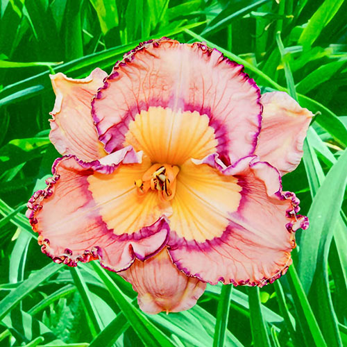 Daringly Different Reblooming Daylily