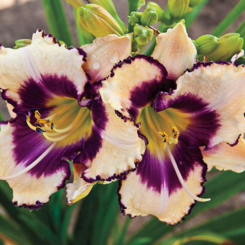 Inkheart Reblooming Daylily