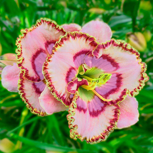 Profound Mystery Reblooming Daylily