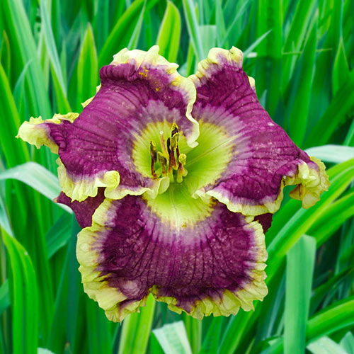 Fancy Dress Party Reblooming Daylily