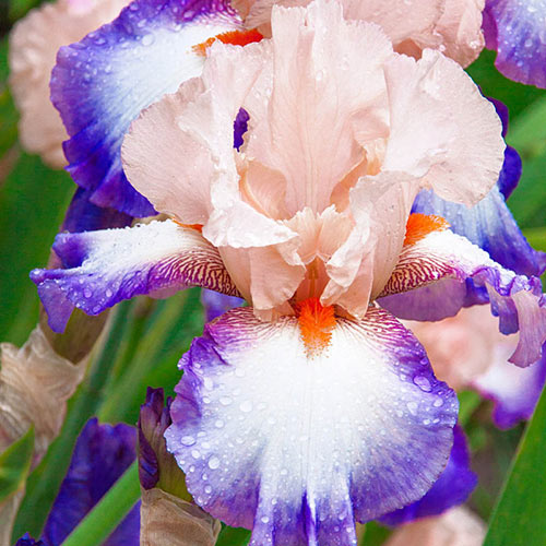 Poesie Bearded Iris