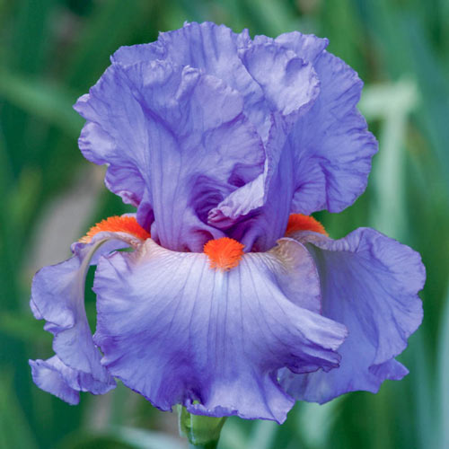 Snappy Dresser Bearded Iris