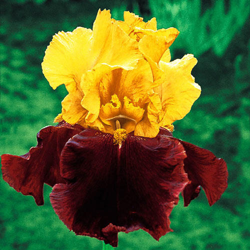Buy Supreme Sultan Bearded Iris | Sun Perennials | Breck’s