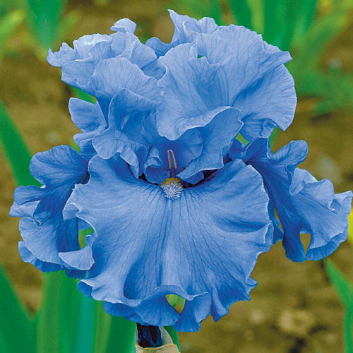 Merchant Marine Bearded Iris