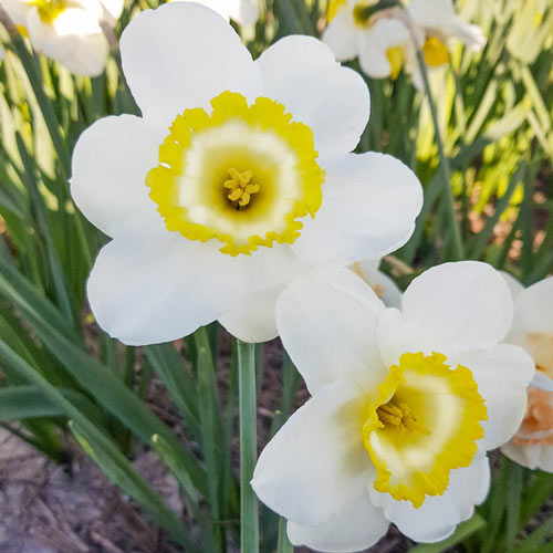 Green Island Daffodil