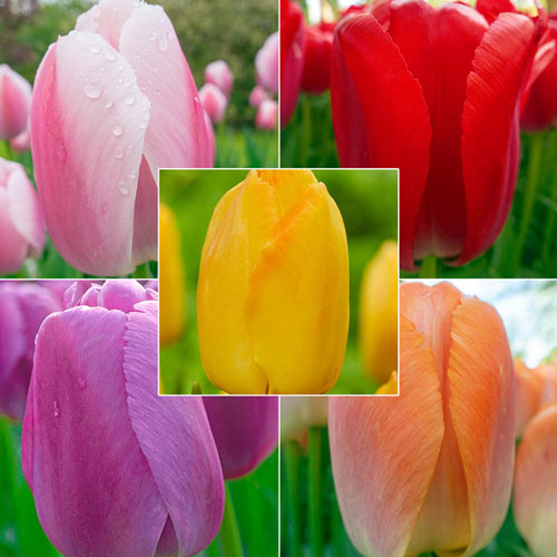 WOW!® Pride Perennial Tulip Collection