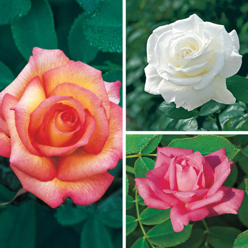 Fragrant Rose Garden Collection - 3 Plants