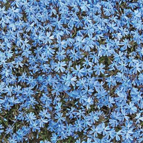 Blue Emerald Carpet Phlox