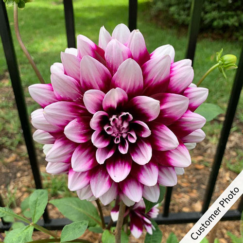 Tartan Dinnerplate Dahlia | Breck's