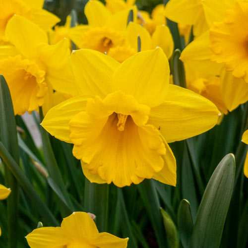 Yellow Trumpet Daffodils