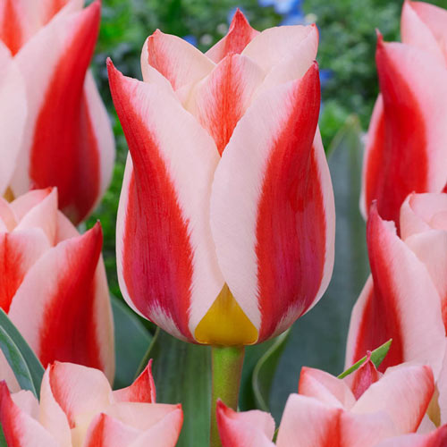 Rosanna Tulip