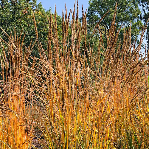 Golden Sunset™ Yellow Prairie Grass