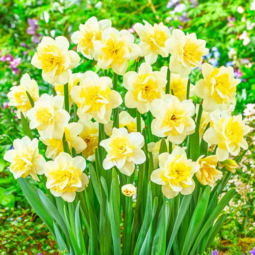 Amira Daffodil