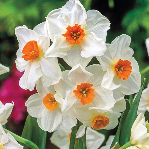 Geranium Daffodil 