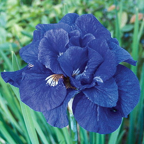 Tumble Bug Siberian Iris