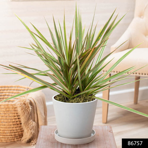 Dracaena Marginata Bush House Plant in 1.25-Quart at