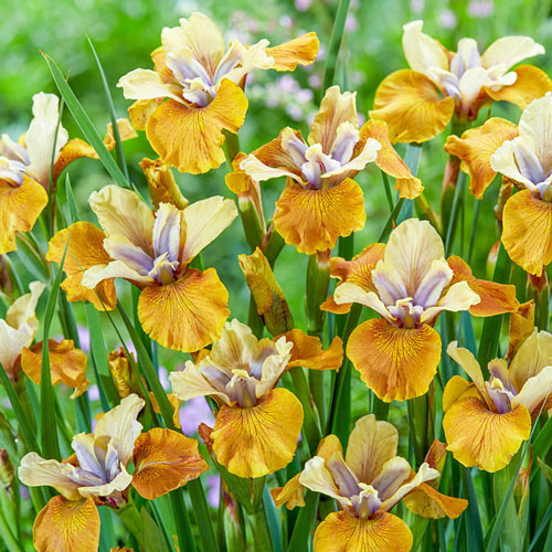 Colonel Mustard Siberian Iris