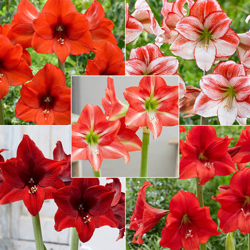 Boundless Beauty Amaryllis Collection