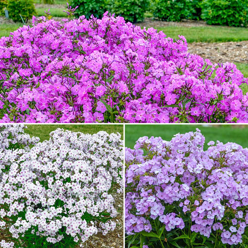 Breck's® Perfume Party Reblooming Phlox Collection