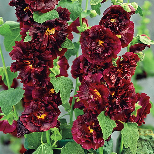 Chater's Maroon Double-Flowered Hollyhock