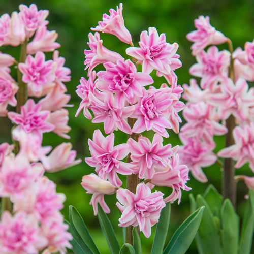 Pink Diamond UltraDouble™ Hyacinth
