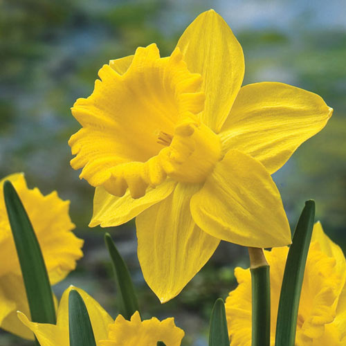 Trumpet Daffodil Improved King Alfred