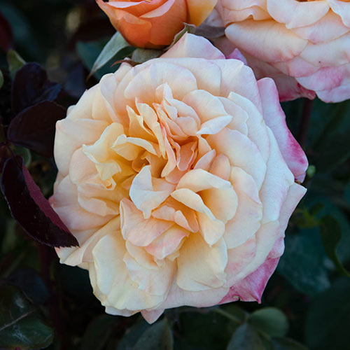 Morning Glow™ Floribunda Rose