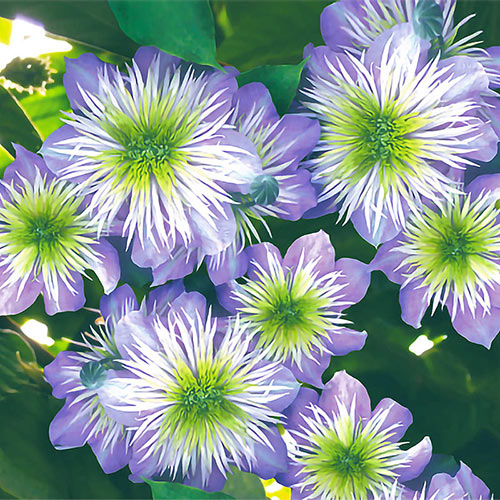Crystal Fountain Clematis