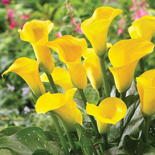 Gold Medal Calla Lily