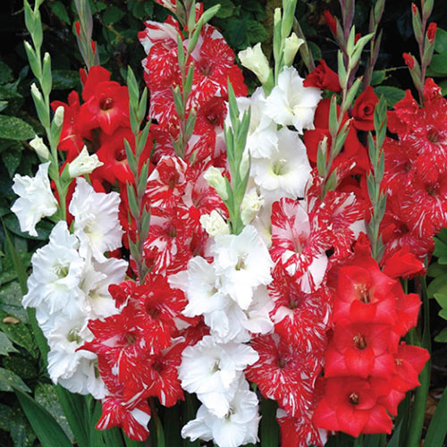 Candy Cane Gladiolus Mixture
