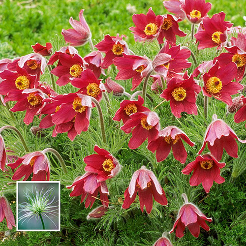Red Pasque Flower