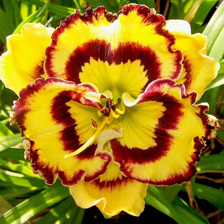 Pansy Face Charmer Reblooming Daylily