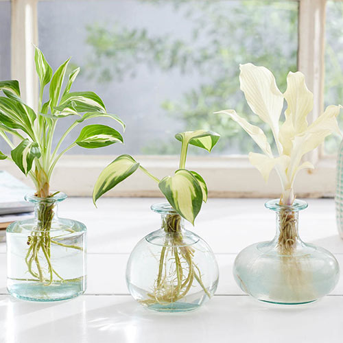Simone Vase Trio with Hosta plants
