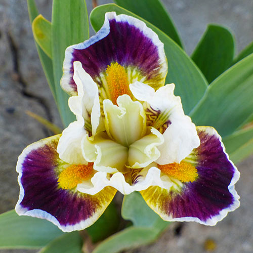 Bighorn Dwarf Bearded iris