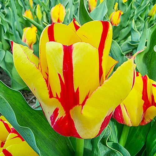 Firecracker Tulip