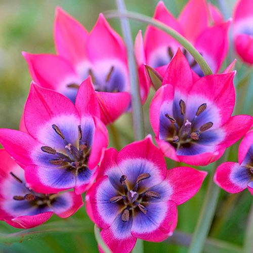 Little Beauty Tulip