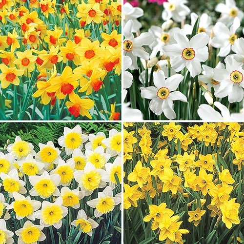 Best Daffodils for Naturalizing Collection