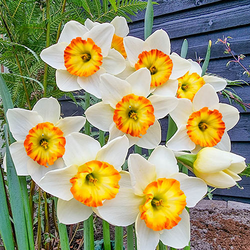 Happy Smiles Daffodil