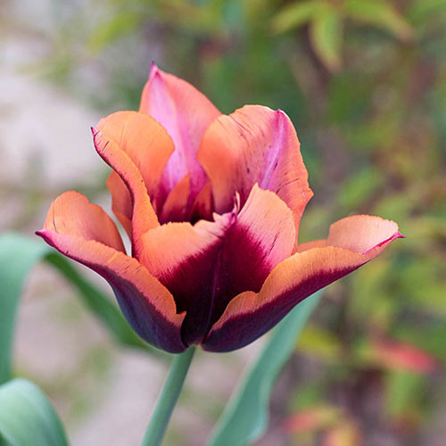 Muvota Tulip