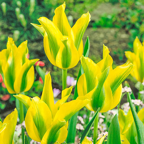 Yellow Springgreen Tulip